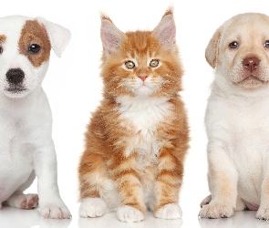 Jack Russell Terrier, Labrador Retriever, Maine Coon, Kot, Pies