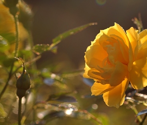 Żółta, Kwiat, Róża