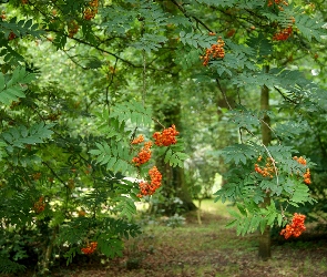 Jarzębina, Owoce