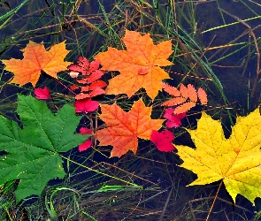 Kolorowe liście, Jesień, Woda
