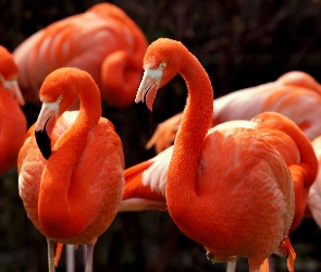 Flamingi