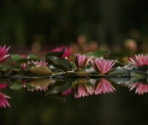 Odbicie, Lilie Wodne