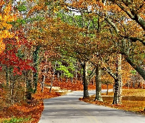 Drzewa, Alejka, Jesień, Park