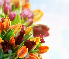 Bukiet, Tulipany, Kwiaty