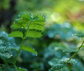 Liście, Bokeh, Krople, Zielone