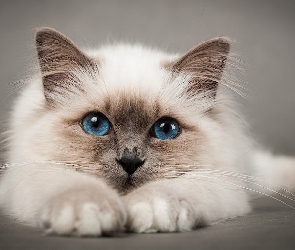 Kot syjamski, Zbliżenie, Oczy, Niebieskie