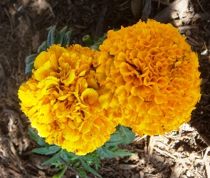 Tagetes erecta