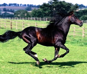 Koń, Galop, Wspaniały