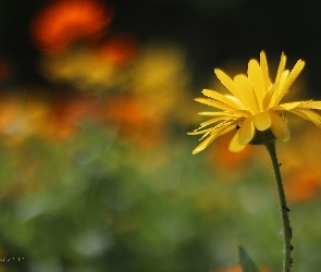 Żółty, Kwiat, Nagietek Lekarski