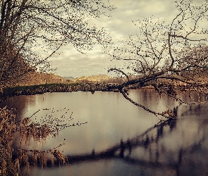 Jezioro, Drzewo, Przewrócone