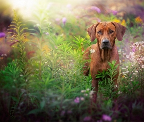 Łąka, Rośliny, Pies, Rhodesian ridgeback