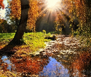 Słońca, Jesień, Drzewa, Rzeka, Promienie