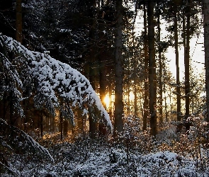 Drzewa, Ośnieżone, Zima, Las