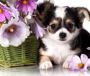 Chihuahua, Kwiatki, Kosz, Szczeniak
