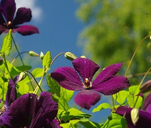 Kwiaty, Clematis, Bordowe