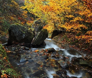 Kamienie, Rzeka, Jesień, Las