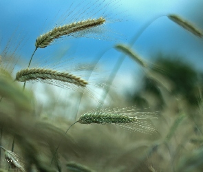 Kłosy, Niebo, Zboże