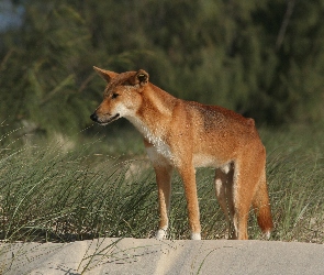 Dziki, Trawa, Dingo, Pies