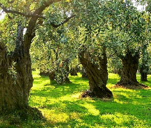 Oliwny, Światło, Przebijające, Trawa, Gaj