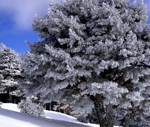 Las, Zima, Cień, Śnieg, Światło, Drzewa
