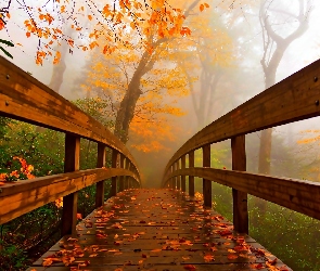 Drewniany, Most, Mgła, Park, Drzewa, Jesień