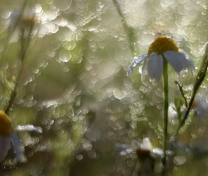 Rumianek, Bokeh