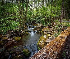 Rzeczka, Kamienie, Las