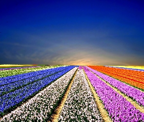 Niebo, Tulipany, Pole, Kwiaty