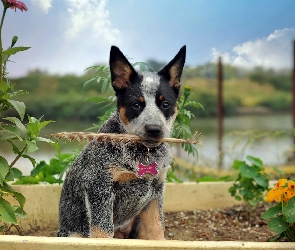 Australian cattle dog