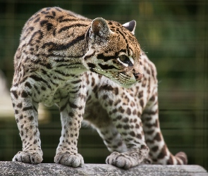 Ocelot