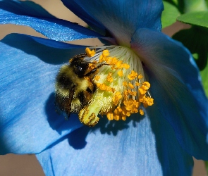 Makro, Pszczoła, Kwiat, Niebieski