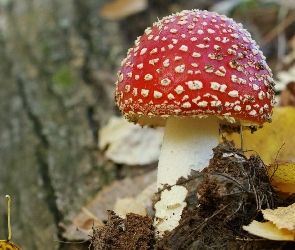Ściółka, Leśna, Muchomor
