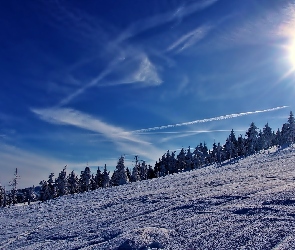 Zima, Wzgórza, Świerki