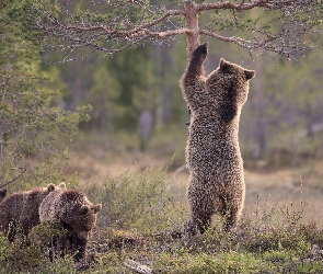 Brunatne, Drzewo, Niedźwiedzie