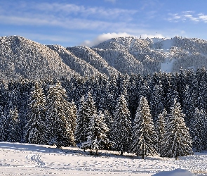 Zima, Śnieg, Drzewa, Lasy, Iglaste, Góry