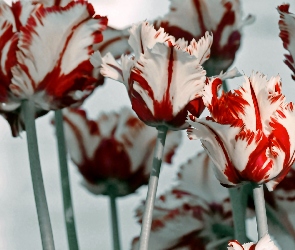 Tulipany, Czerwone, Biało