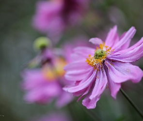 Fioletowy, Kwiat, Zawilec Japoński