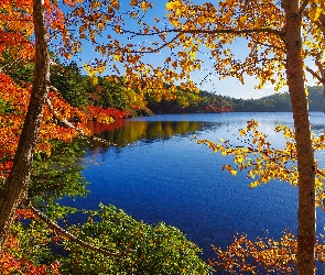 Jezioro, Jesień, Drzewa, Las