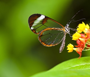 Motyl, Kwiat