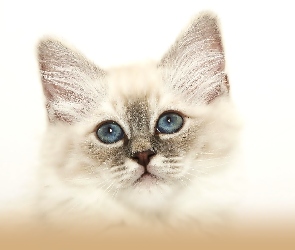 Kot, Oczy, Niebieskie