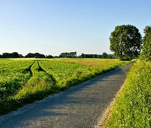 Droga, Światło, Drzewa, Przebijające, Pole