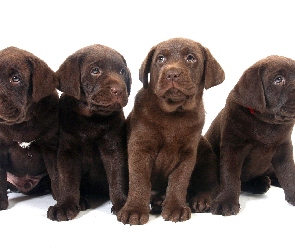 Szczeniaki, Labrador, Psy, Słodkie
