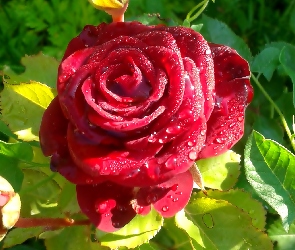 Krople, Rosy, Róża