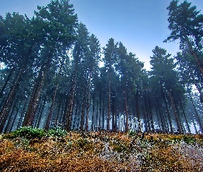 Las, Trawy, Polana, Oszronione, Mgła