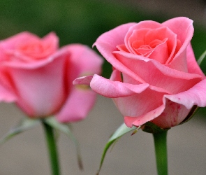 Rozowe, Roze