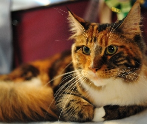 Kotek, Maine Coon