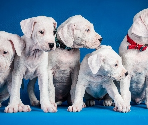 Psy, Pit Bull Terrier, Szczeniaki, Białe