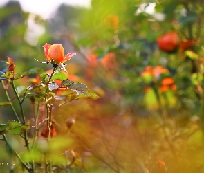 Herbaciana, Kwiat, Róża