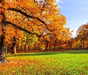 Park, Łąka, Drzewa