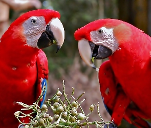 Ary, Papugi